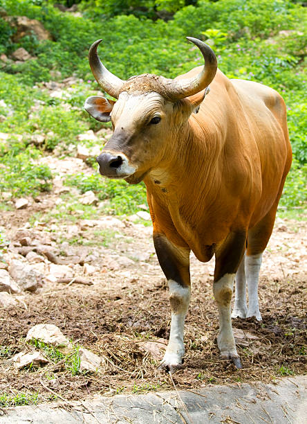 banteng - sapi bali sapi potret stok, foto, & gambar bebas royalti