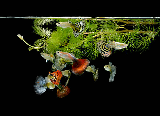 fish guppy animaux de compagnie, isolé sur fond noir - guppy poisson photos et images de collection