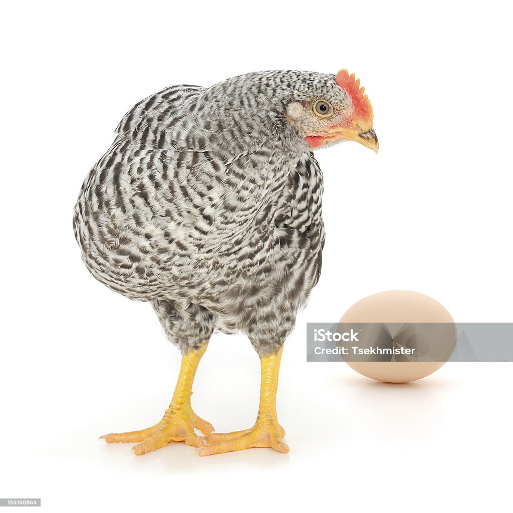 grey hen with egg grey hen with egg isolated on white, studio shot Animal Stock Photo