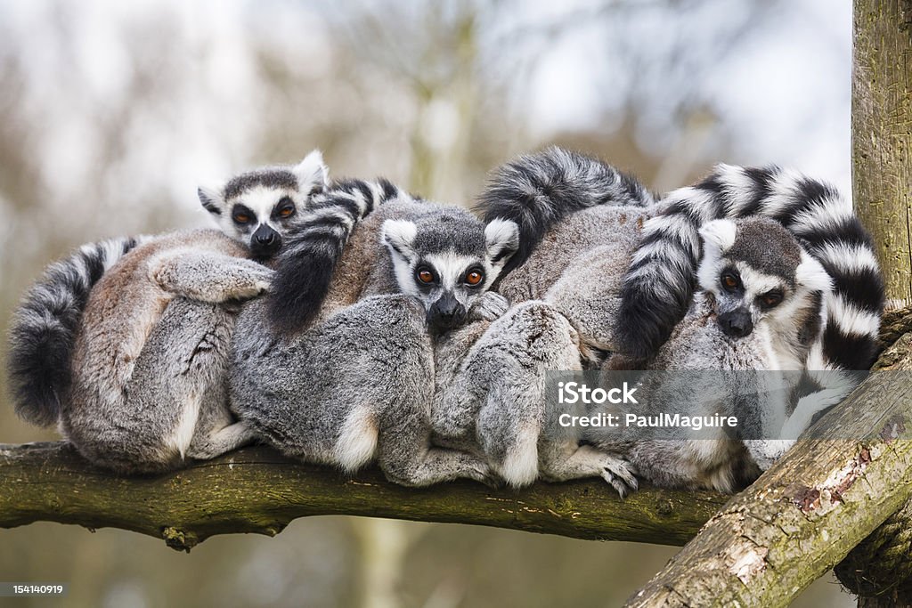Lemurs près du corps - Photo de Animaux à l'état sauvage libre de droits