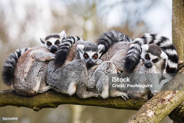 Lemurs 껴안기 0명에 대한 스톡 사진 및 기타 이미지 - 0명, 낮잠, 동물