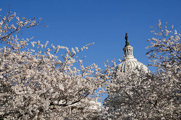 istock Cherry blossoms and US Capitol Building in Washington DC 154141060