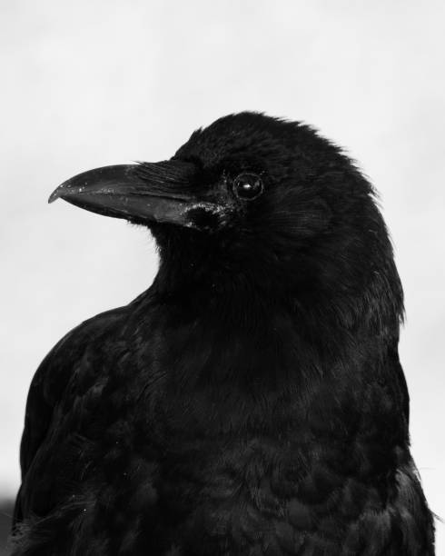 istock Close up of a raven 1541418694