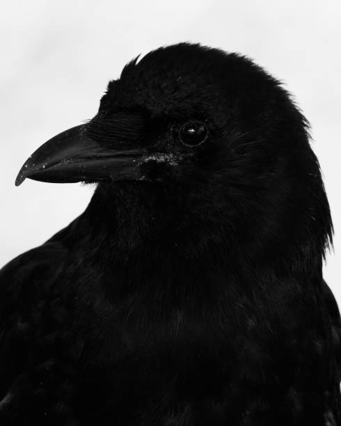 istock Close up of a raven 1541419119