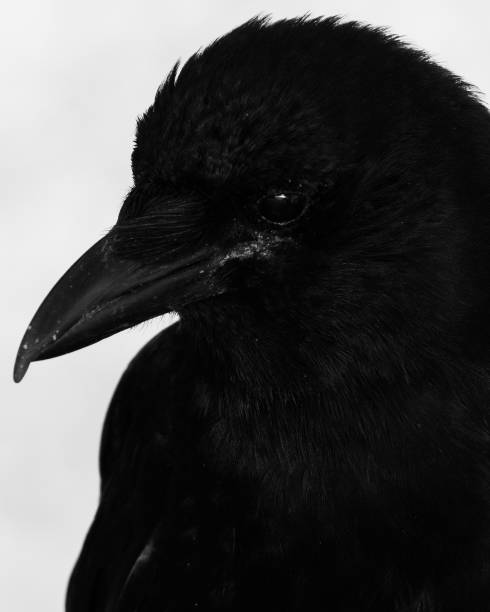 istock Close up of a raven 1541419182