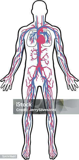 Système Cardiovasculaire Vecteurs libres de droits et plus d'images vectorielles de Adulte - Adulte, Artère humaine, Cartoon