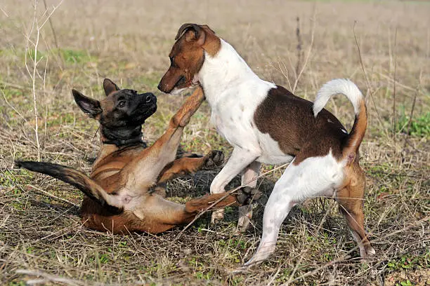 picture of a purebred puppy belgian sheepdog malinois and jack russel terrier playing