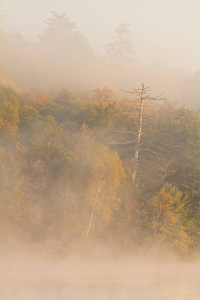 spuk baum - adirondack mountains adirondack state park air landscape stock-fotos und bilder