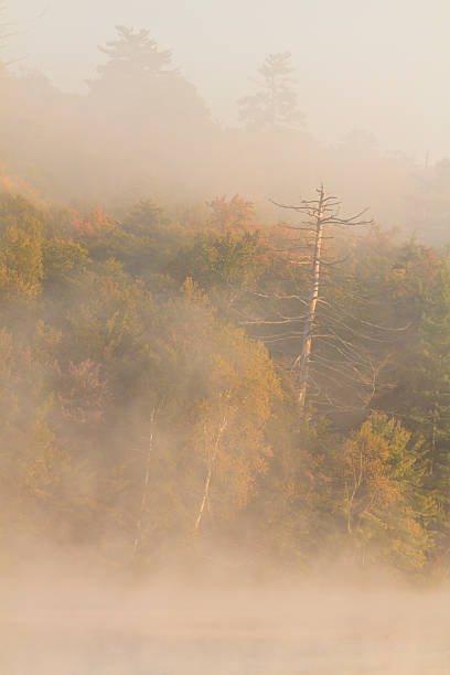 spooky tree - adirondack mountains adirondack state park air landscape photos et images de collection