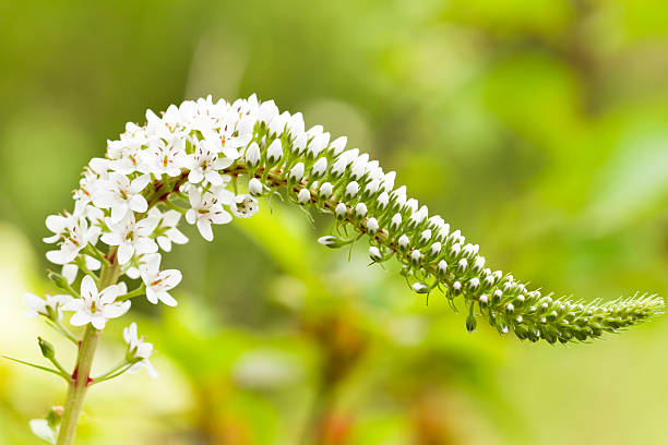 Macro of Lysimachia clethroides, or gooseneck strife, in Japan.