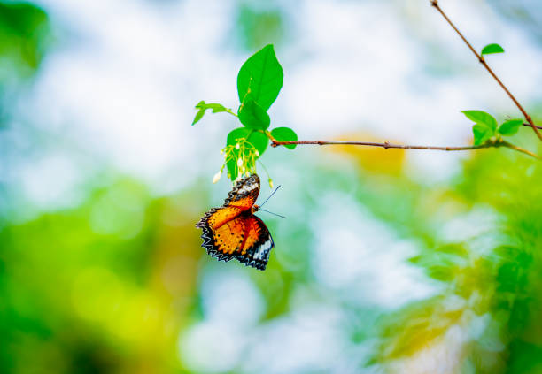 istock Image of a butterfly on the flower with blurry background. 1541501598