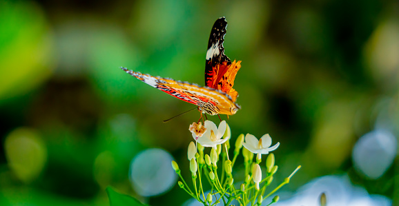 Image of a butterfly on the flower with blurry background