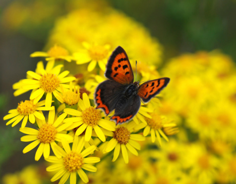 Single small copper butterfly resting on ragwort , with spread wings.