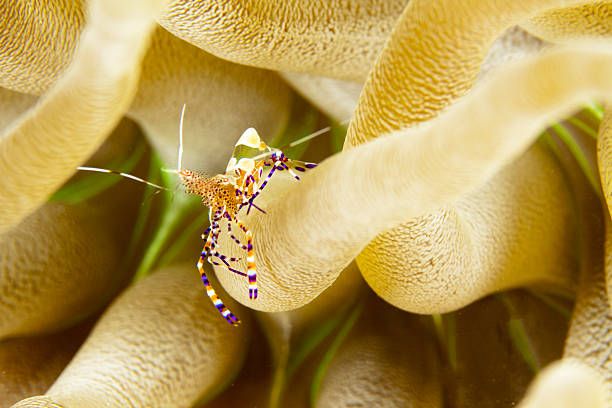 istock Symbiosis 154151670