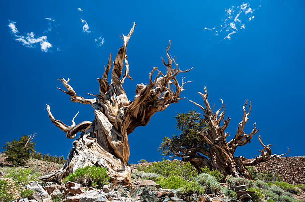 pino aristata/grannenkiefern - bristlecone pine foto e immagini stock