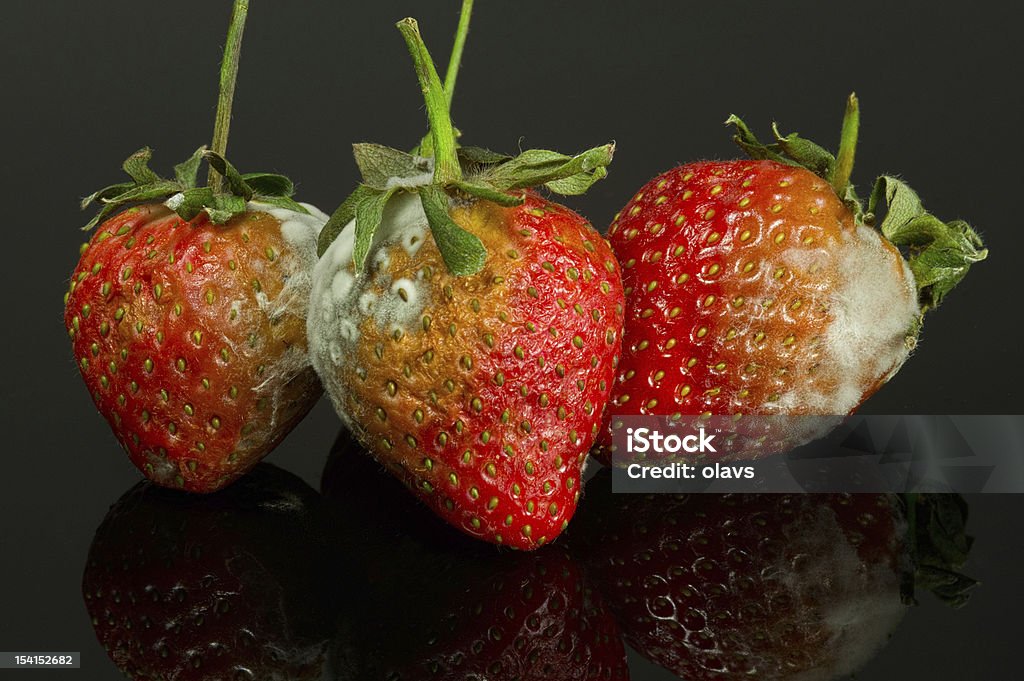 Tres pudrirse fresas - Foto de stock de Abono libre de derechos