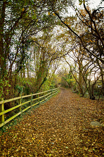 caminho de outono - letchworth garden city imagens e fotografias de stock
