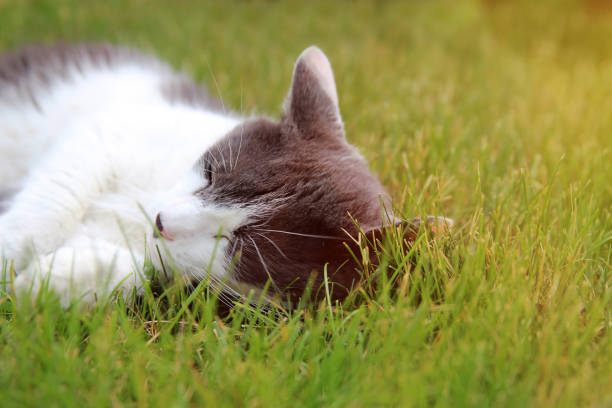 裏庭、庭の外の草の上に横たわる猫。猫はカメラを見て休んでいます。
