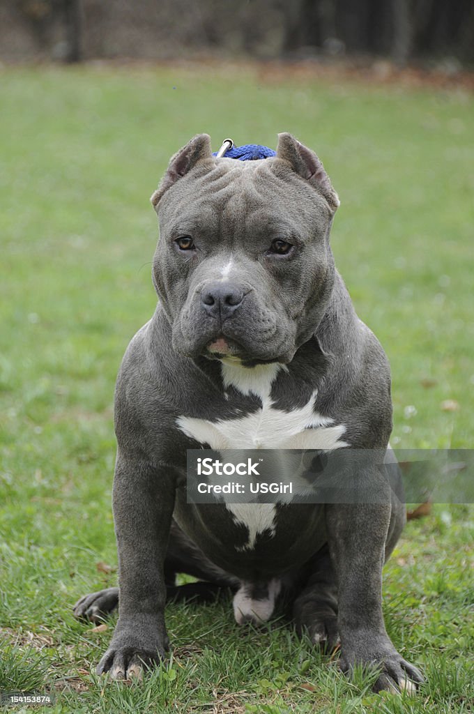 Purebred Canine American Bully Pet Dog Sitting On Grass Stock