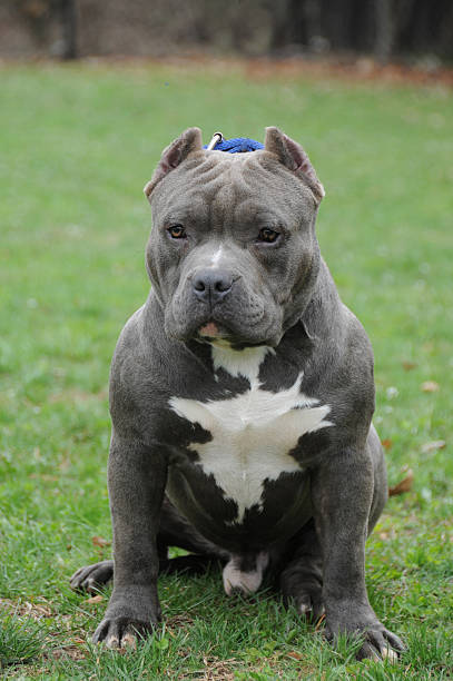 Purebred Canine American Bully Pet Dog Sitting On Grass Stock