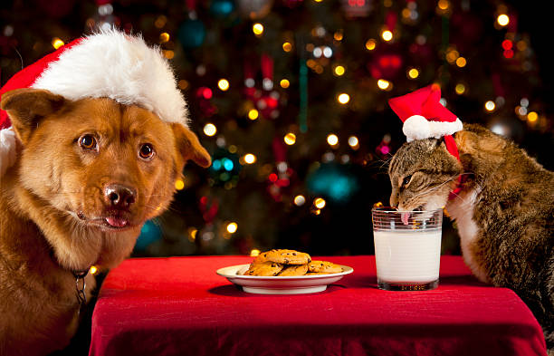 istock Pets taking over Santa's cookies and milk 154154194