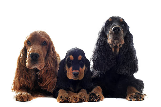 istock family english cocker 154154384