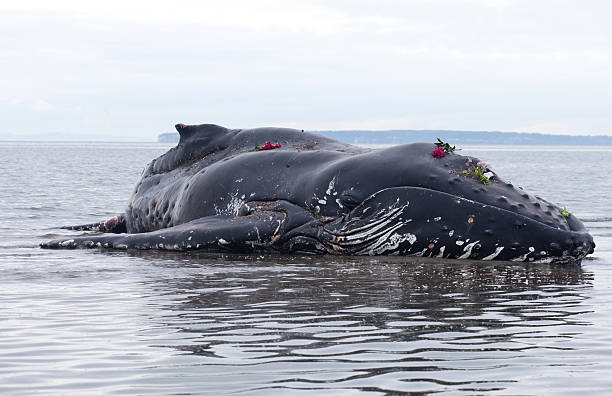 istock Juvenile Humpback whale washes ashore and died 154156268