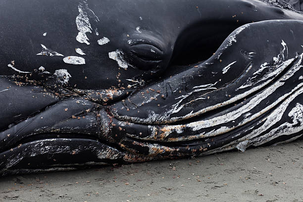 istock Juvenile Humpback whale washes ashore and died 154156381