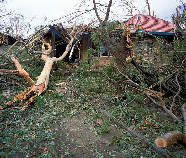 A large tree toppled by straight line winds sprawls across a residential street.