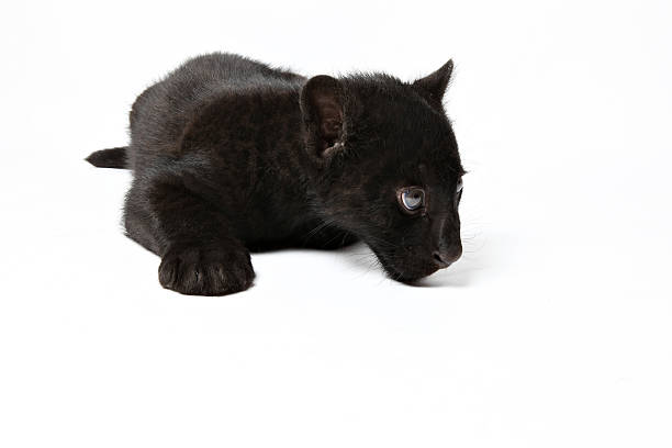 Jaguar cub - Panthera onca stock photo