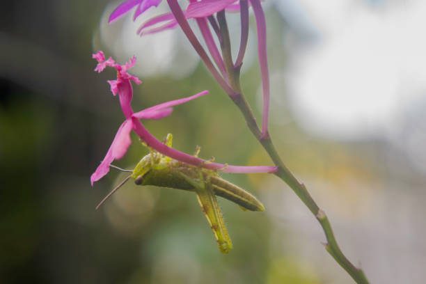 istock Grasshopper in the garden 1541593288