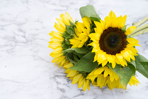 Closeup macro view with copy space of beautiful yellow, brown and green picked sunflowers on a white marble table that were purchased from a flower vendor at the farmers market on a summer morning.