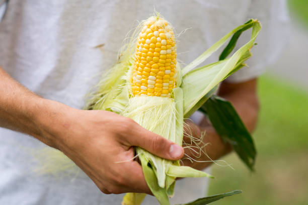 옥수수와 농부의 근접 촬영 - corn on the cob macro corn crop freshness 뉴스 사진 이미지