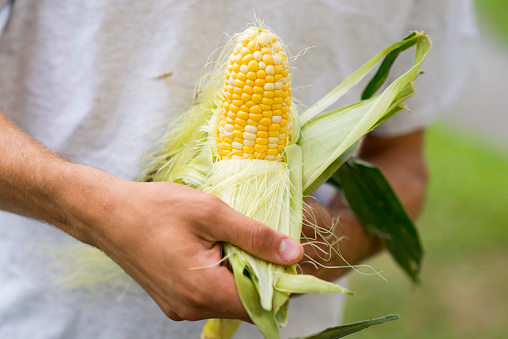 Closeup of a farmer's hands peeling back the husk of a corn cob to check quality of his crops. The vegetable is vibrant, ripe and yellow and ready to be sold at the local farmers market.