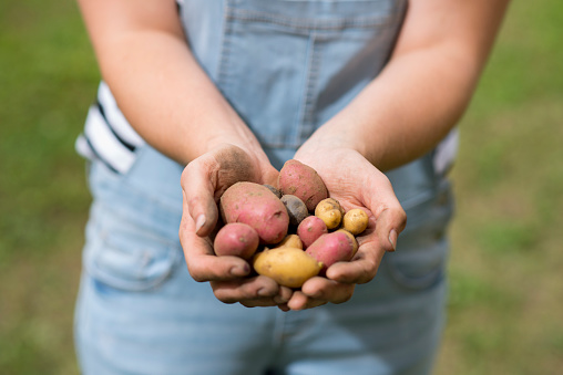 Closeup of an anonymous farmer woman in blue jean overalls holding out freshly harvested potatoes in assorted colours and shapes from her fields. They are being prepared to sell at the local farmers market.