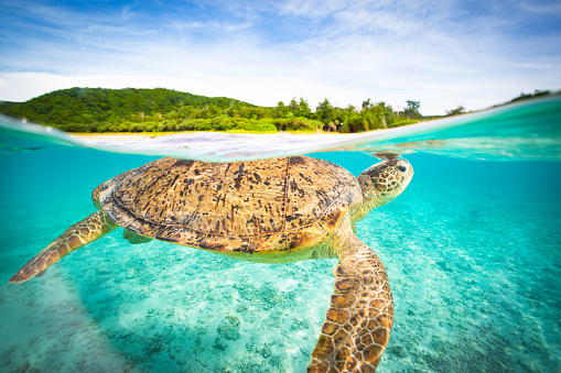 A half underwater half above water view of a sea turtle swimming in the crystal clear waters of Zamami island in the Kerama island chain.