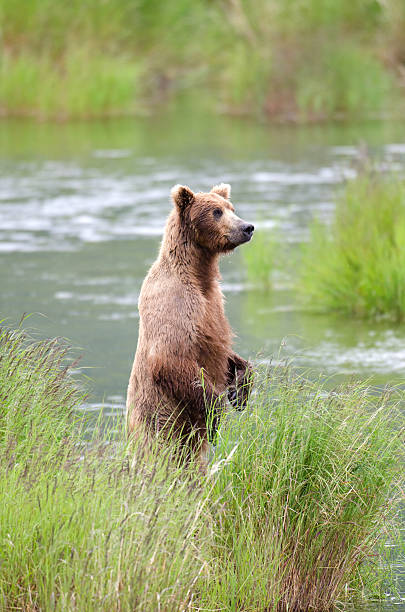istock Alaskan Brown bear on hind legs 154160762