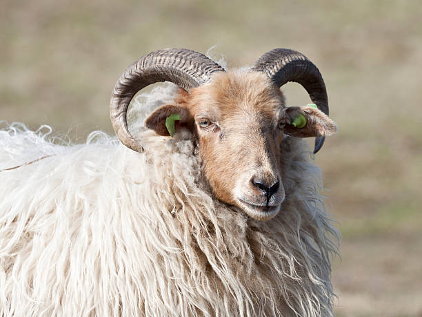istock close-up of a horned sheep 154161023