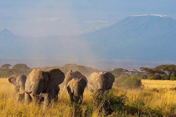 Elephants In Front Of Kilimanjaro Stock Photo - Download Image Now -  African Elephant, Animal Wildlife, Animals In The Wild - iStock