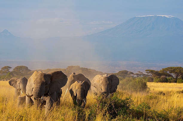 Elephants In Front Of Kilimanjaro Stock Photo - Download Image Now - African Elephant, Animal Wildlife, Animals In The Wild - iStock Elephants In Front Of Kilimanjaro Stock Photo - Download Image Now - African Elephant, Animal Wildlife, Animals In The Wild - iStock