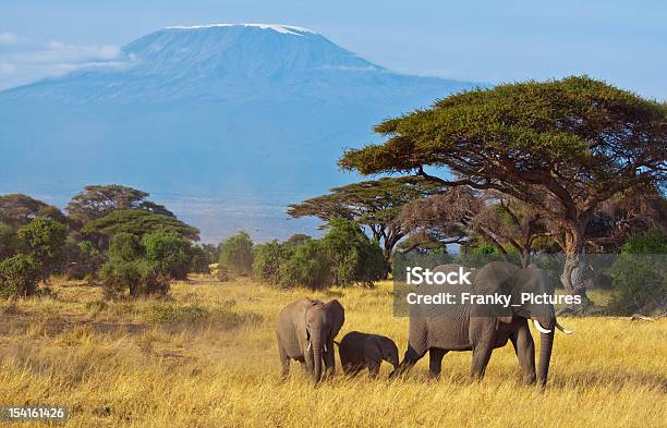 Family Of 3 Elephants Roam The Land In Front Of Kilimanjaro Stock Photo - Download Image Now