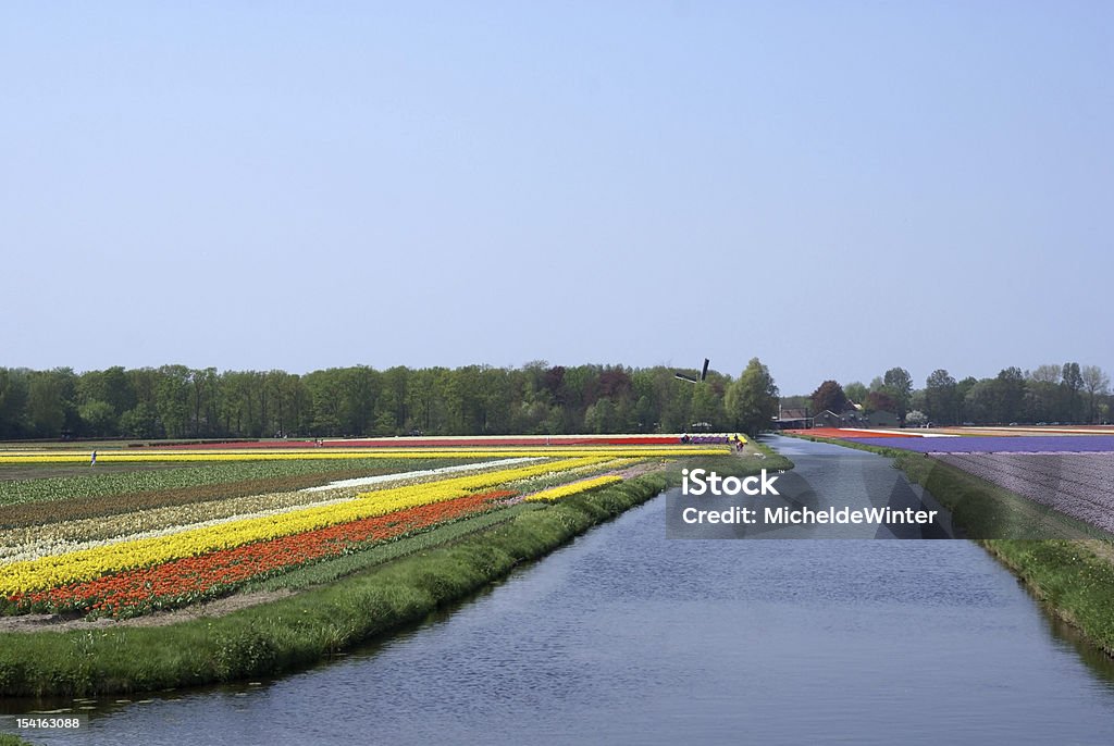 Flower fields near Keukenhof Agricultural Field Stock Photo
