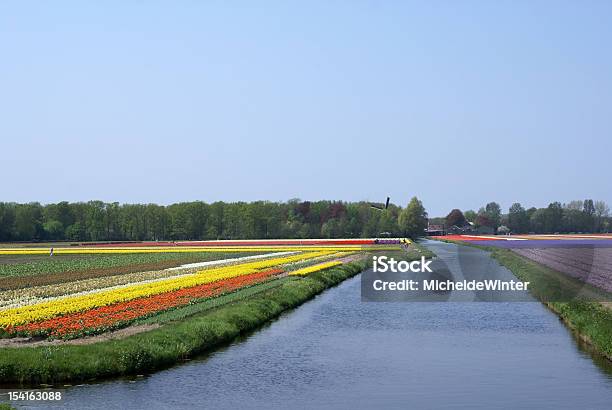 Flower Fields Near Keukenhof Stock Photo - Download Image Now - Agricultural Field, Agriculture, Beauty In Nature