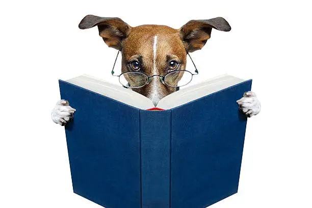 Photo of dog reading a blue book