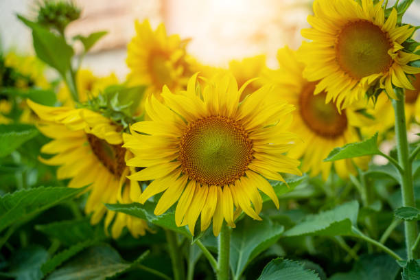 istock Beautiful sunflower at the summer field with light sky. 1541651396