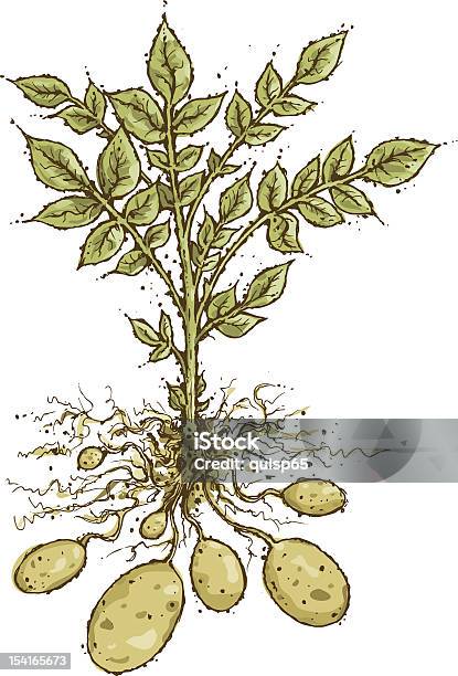 Ziemniak Roślin - Stockowe grafiki wektorowe i więcej obrazów Ziemniak - Ziemniak, Ilustracja, Roślina uprawna