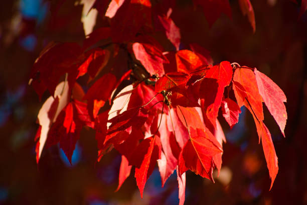 istock Colorful Autumn Foliage 1541679146