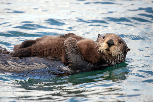 Watchful and protective sea otter mother holding baby on stomach while swimming in ocean