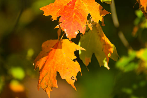 Bristol, TN, USA, Oct 23, 2022: Close up, colorful fall foliage, blurred background.