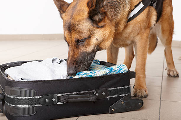 Sniffing dog chceking luggage stock photo